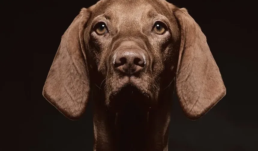Por Que Meu Cão Está Cavando no Jardim De Repente?