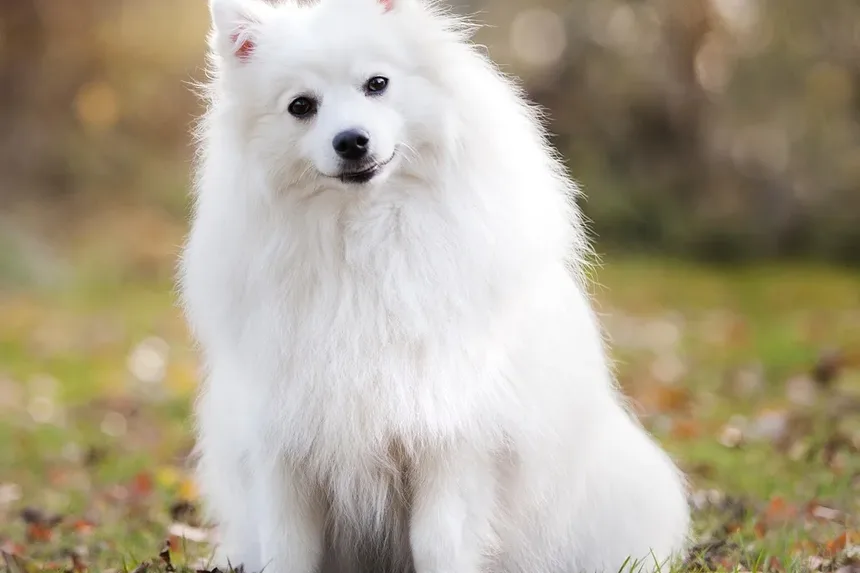 Por Que Meu Cão Está Cavando no Jardim De Repente?